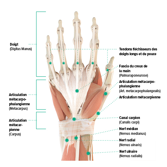 Schéma anatomique - Main droite, point de vue palmaire Graphique Anatomie de la main droite - Paume de la main