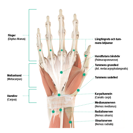 Anatomisk skiss – Höger hand, bild palmart Bild av anatomin hos höger hand – Handflata