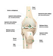 Structure du genou, vue frontale