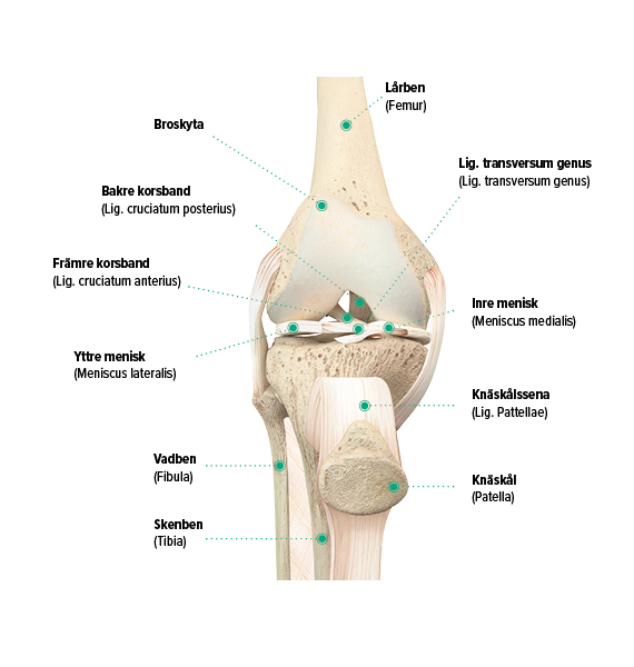 Knäets uppbyggnad, bild framifrån