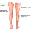 El sistema venoso en la pierna