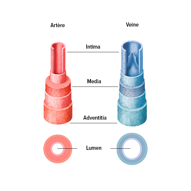 Structure des veines et des artères