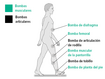 Bombas musculares y articulares