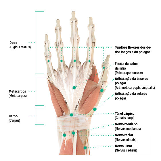 Desenho anatómico - mão direita, vista palmar Gráfico anatómico da mão direita - palma da mão