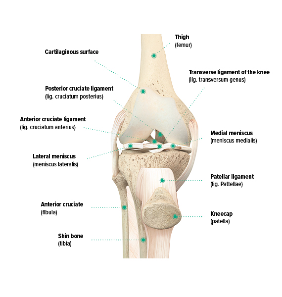 Anatomy of the knee, frontal view Anatomy of the knee, frontal view