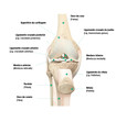 Estrutura do joelho, vista frontal