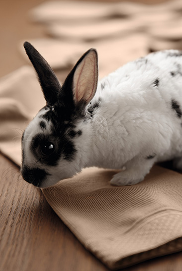 3. Juzo Intenso Bunny sits on Juzo Intenso stockings