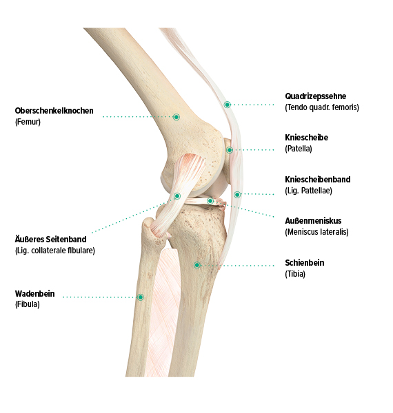 Aufbau des Knies, seitliche Ansicht