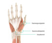 Anatomie-Grafik einer Hand: man erkennt dort das Daumengrundgelenk, Daumensattelgelenk und wo sich der Karpaltunnel befindet