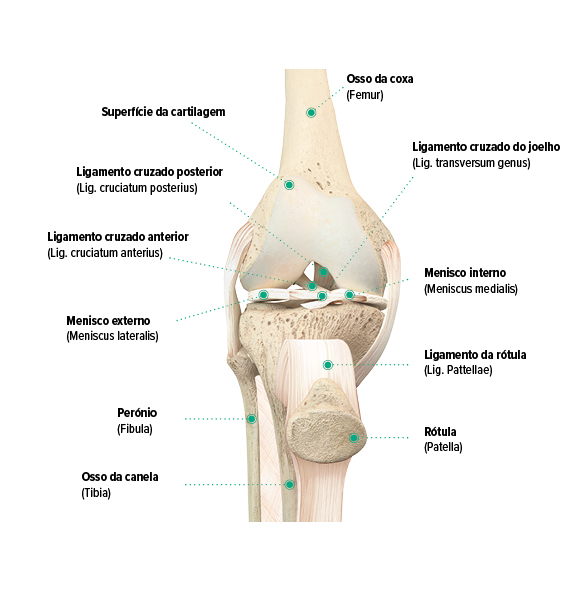 Estrutura do joelho, vista frontal