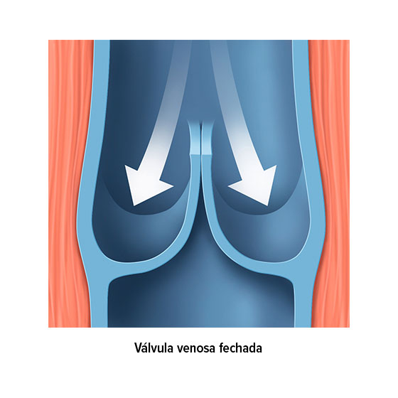 Válvula venosa fechada
