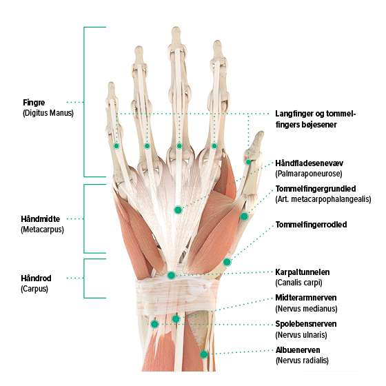 Anatomisk tegning - højre hånd, set fra håndfladen Anatomisk illustration af højre hånd - håndfladen
