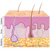 Representação das camadas da pele