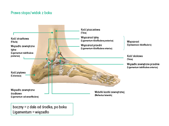 Staw skokowy, widok boczny