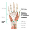 Anatomie-afbeelding van de rechterhand - handpalm