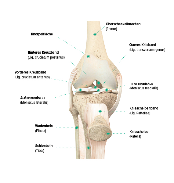 Aufbau des Knies, frontale Ansicht