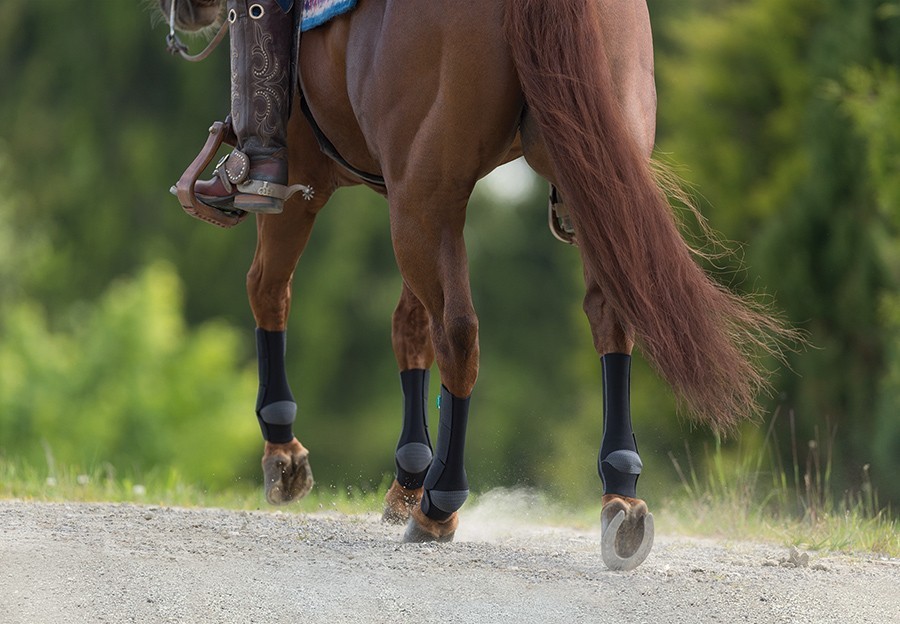 bruin paard bruin paard met compressiebandages