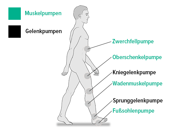 Muskel- und Gelenkpumpen Muskel- und Gelenkpumpen