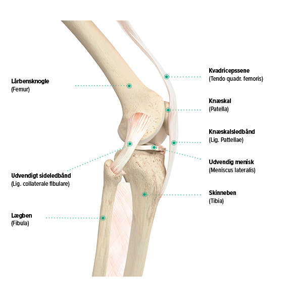 Knæets opbygning, set fra siden Knæets opbygning, set fra siden