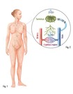 The human lymphatic system