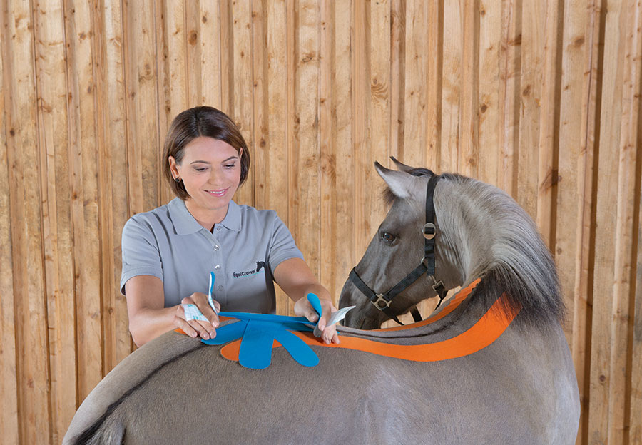 Koń z taśmami do tapingu limfatycznego