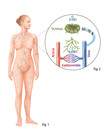 Menneskets lymfesystem