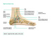 Ankle joint, lateral view