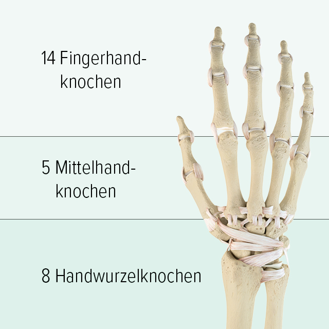 Aufbau der Handknochen Man sieht eine grafische Abbildung der Knochen einer Hand: sie besteht im oberen Abschnitt aus 14 Fingerhandknochen, die Mittelhand besteht aus 5 Mittelhandknochen, im unteren Teil befinden sich 8 Handwurzelknochen