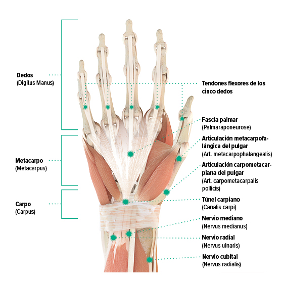 Dibujo anatómico - Mano derecha, vista palmar Gráfico de la anatomía de la mano derecha - Palma de la mano