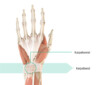 Anatomie-Grafik der linken Hand mit Markierung des Karpaltunnels und des Karpalbandes
