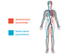 Bloedsomloop in het menselijk lichaam